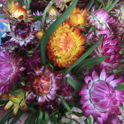 Strawflower Seed, Helichrysum Mixed Peach and Apricot Shades, Straw  Flowers- Great for Dried Floral Crafts