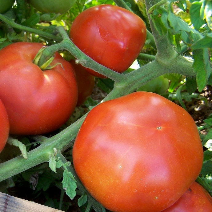 Tomatoes - Slicers - Better Place Farm