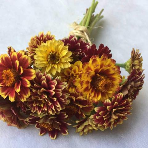 Zinnia, Jazzy Mix