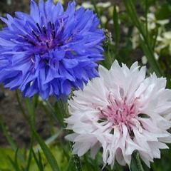 Cyanus Bachelor Button Double Mixed Colors Seeds from Ferry-Morse Seeds